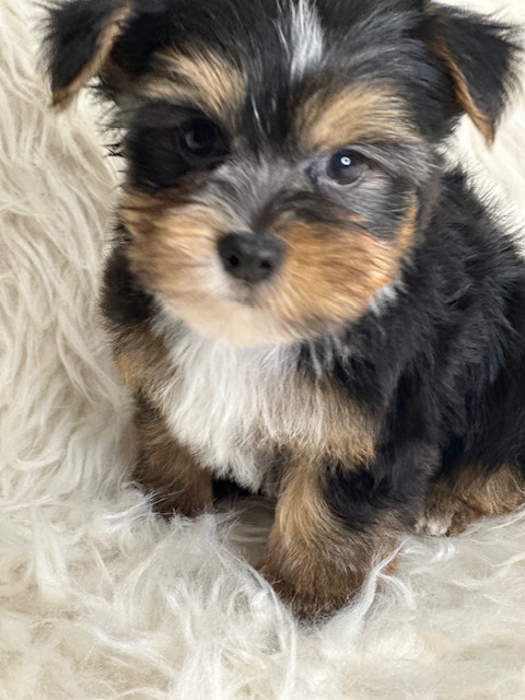 Puppies : Pam's Precious Yorkies