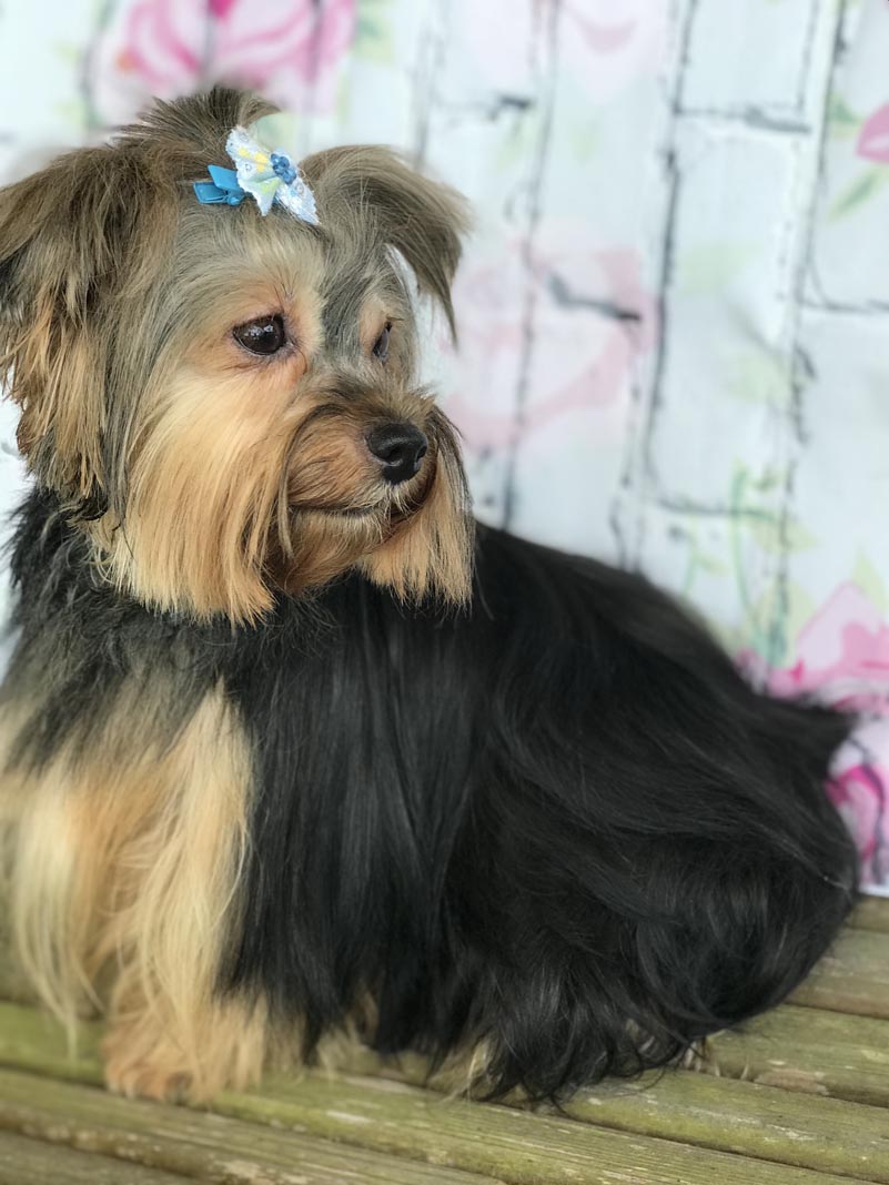 Previous Sold Puppies Pam's Precious Yorkies